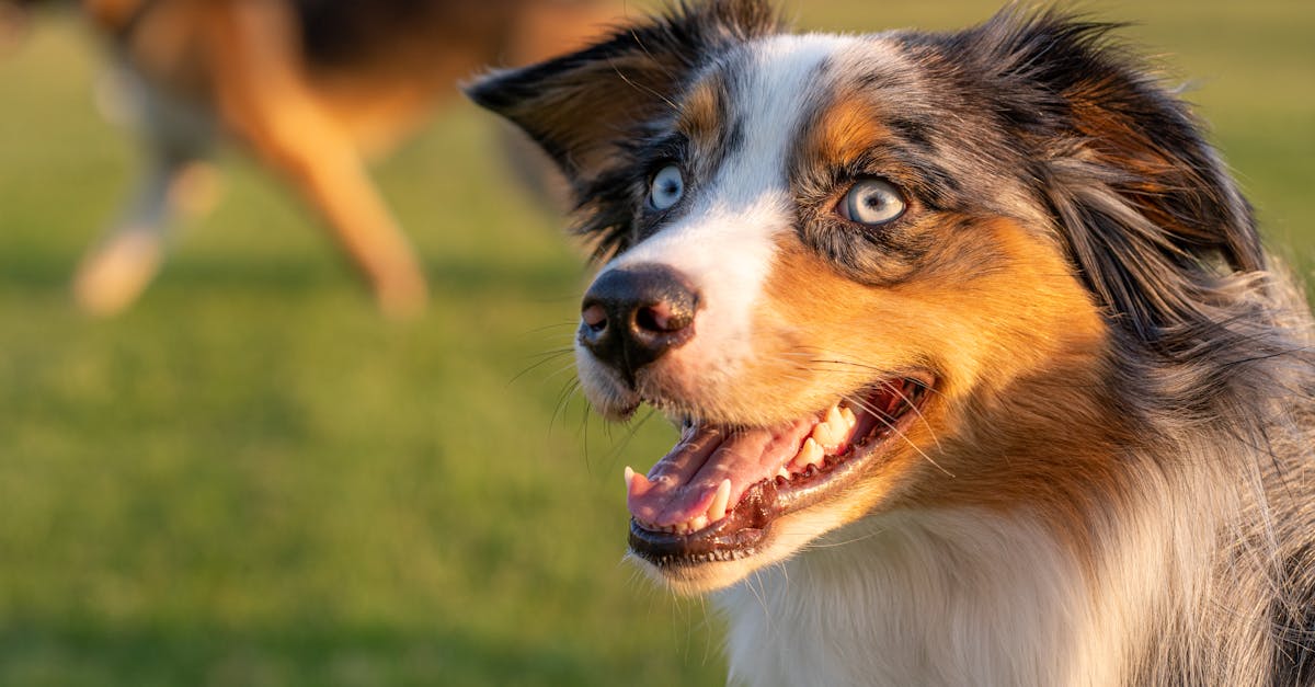 Aix Sport Canin