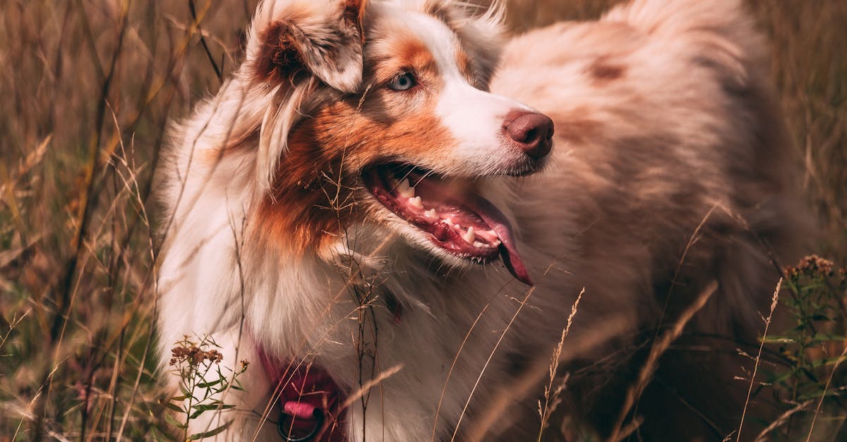 Espace canin de libert