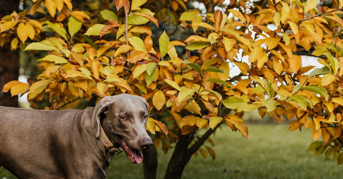 Cani-Cybel Educateur Canin Comportementaliste
