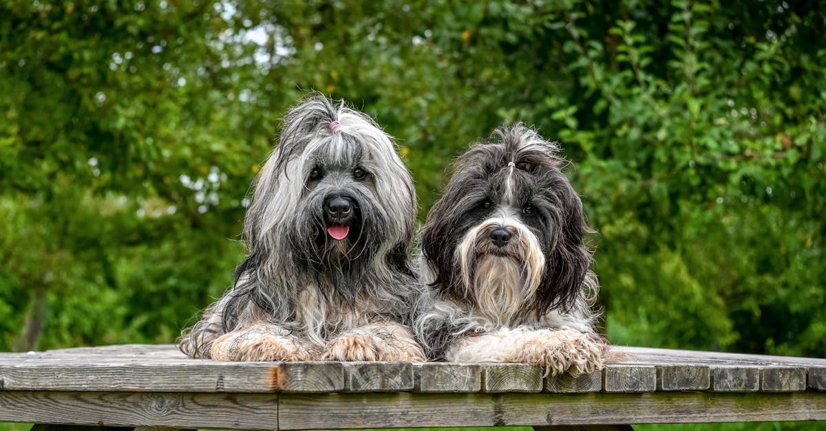 Dog-Day Club - Parc et garderie pour chien