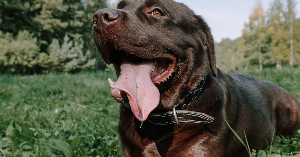 Espace pour chien