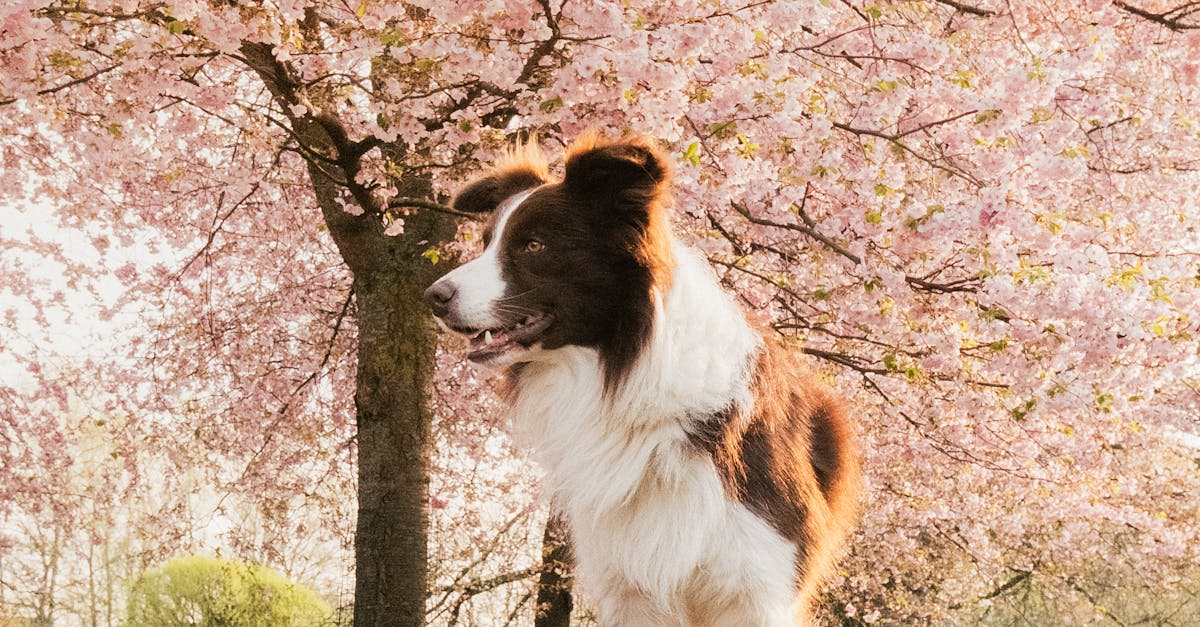 Le parc canin du Burck