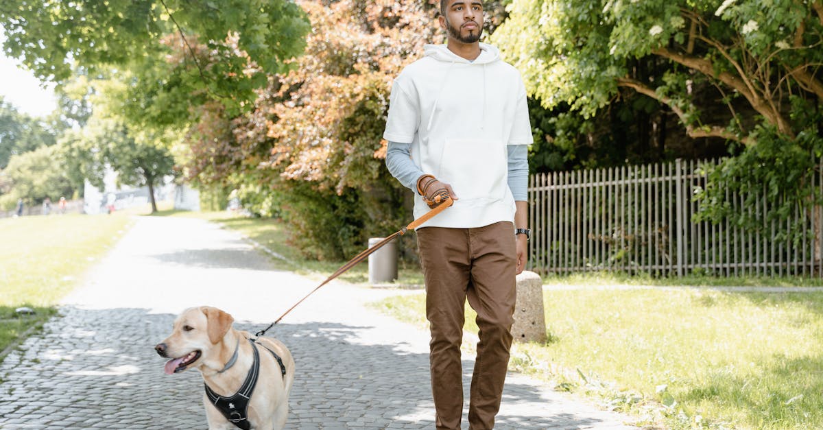 Espace chiens