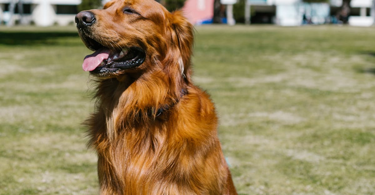 Les chiens de Malbosc