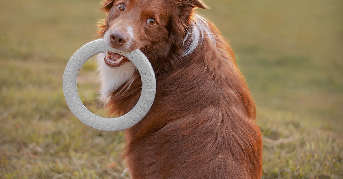 Malbosc parc canin