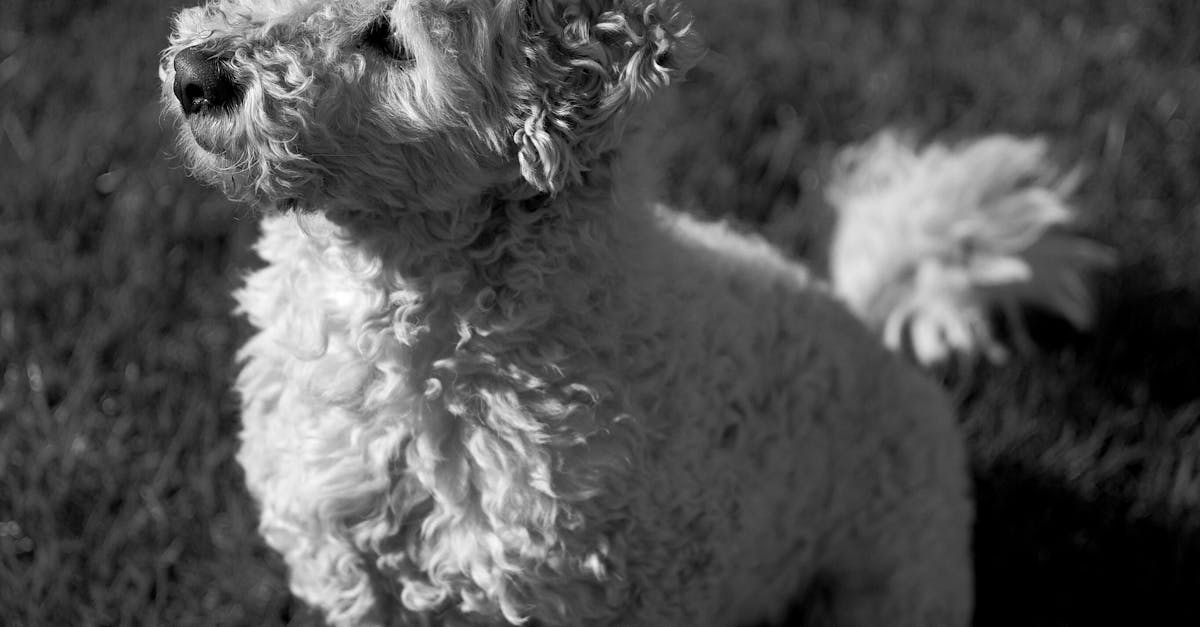 Aire d'bats canins