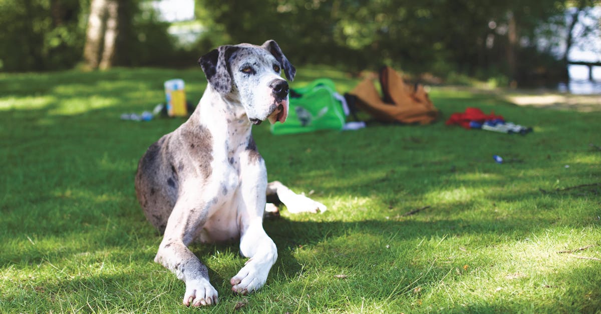 parc bats pour chiens