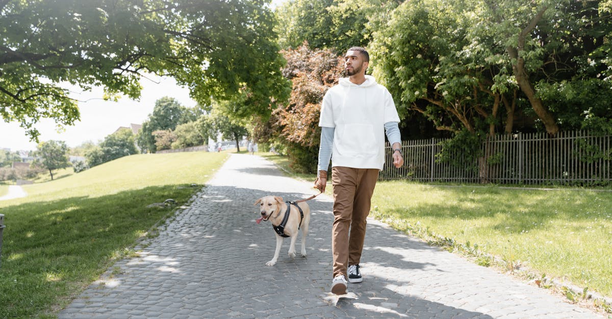 Aux4Pat Toilettage et Pension Canine