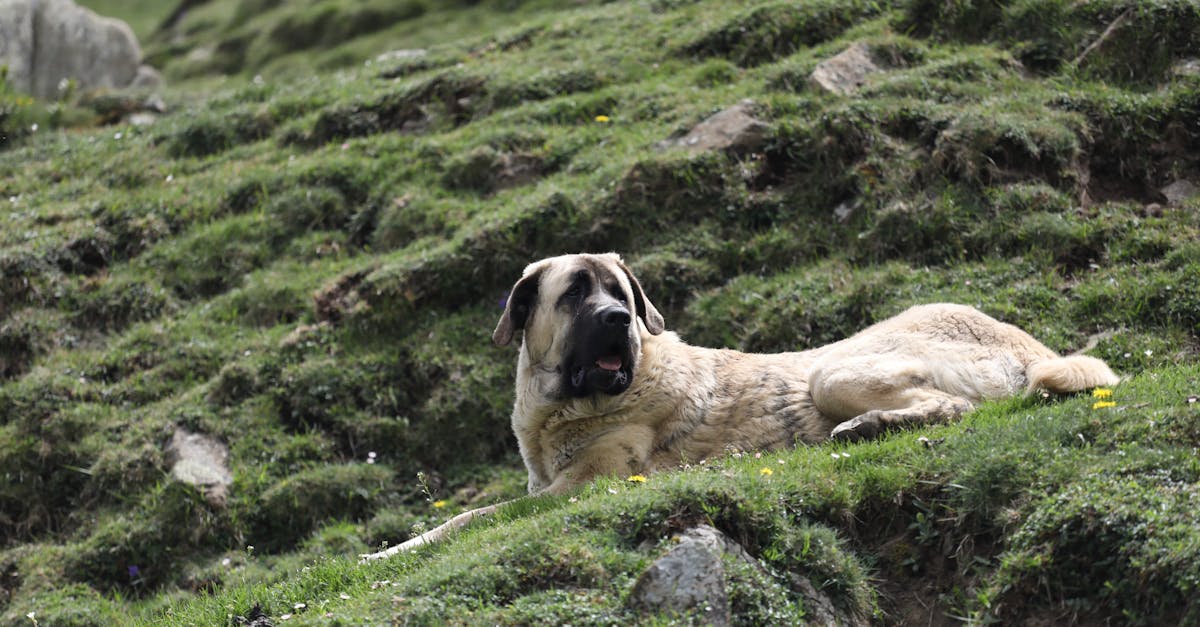 Aire de jeux pour chiens