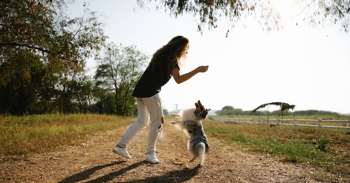 Alle des Chiens du Parc Georges Brassens