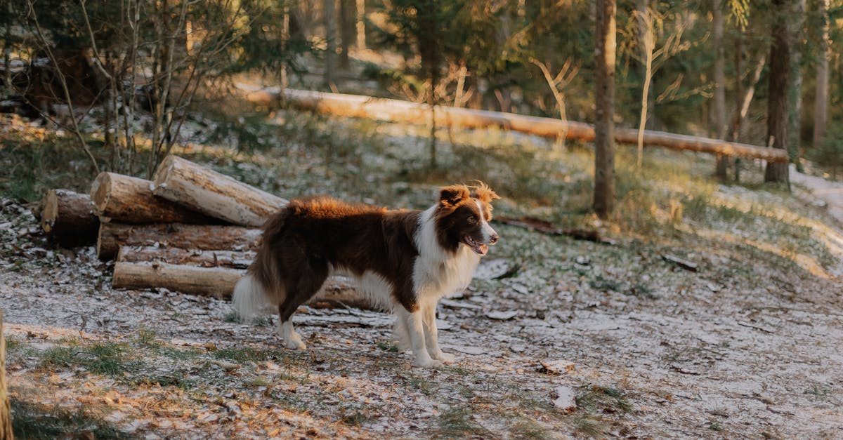 Espace canin du boulevard des Batignolles