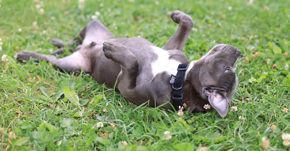 Espace Canin du Square des Batignolles