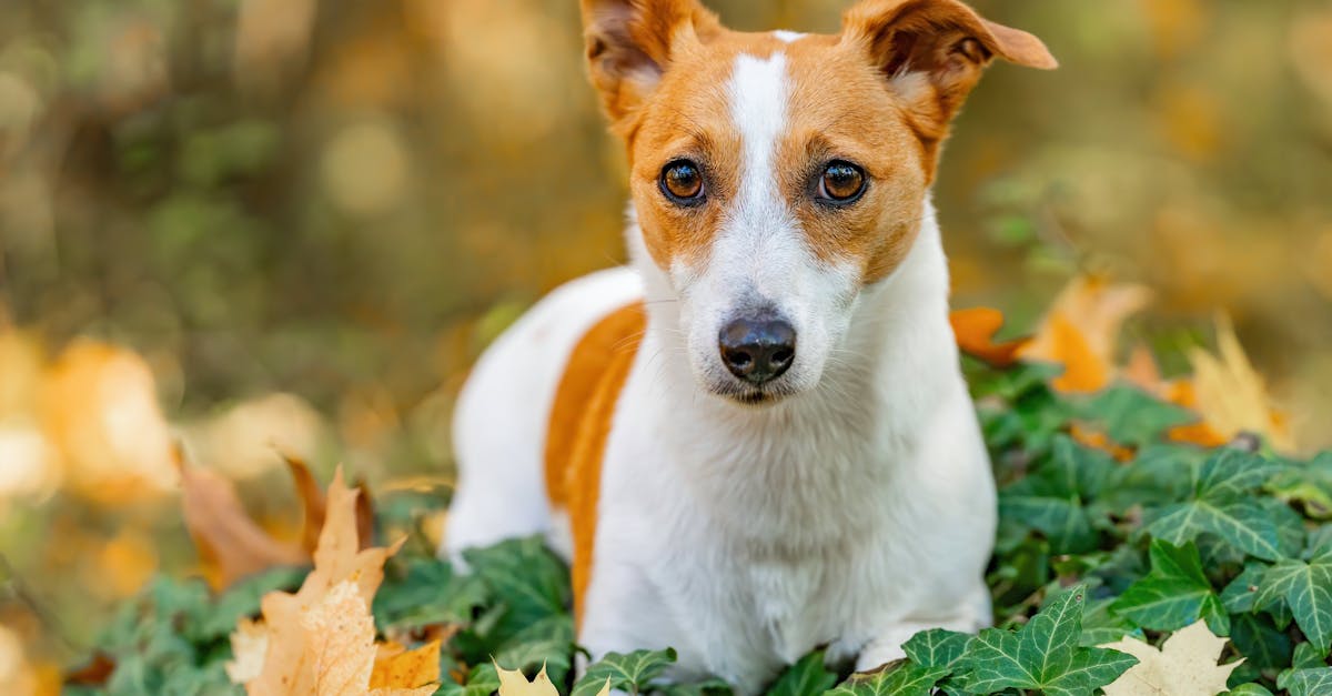 Espace canin Porte de Villiers