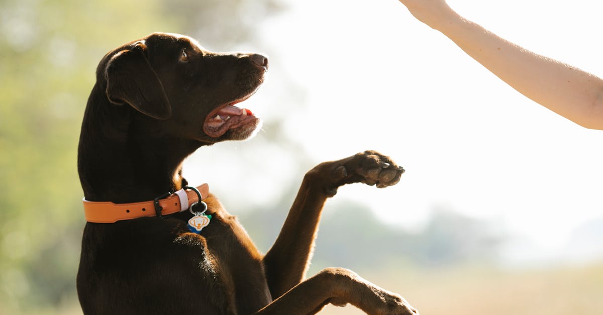 Plate-bande du boulevard Srurier - Espace canin