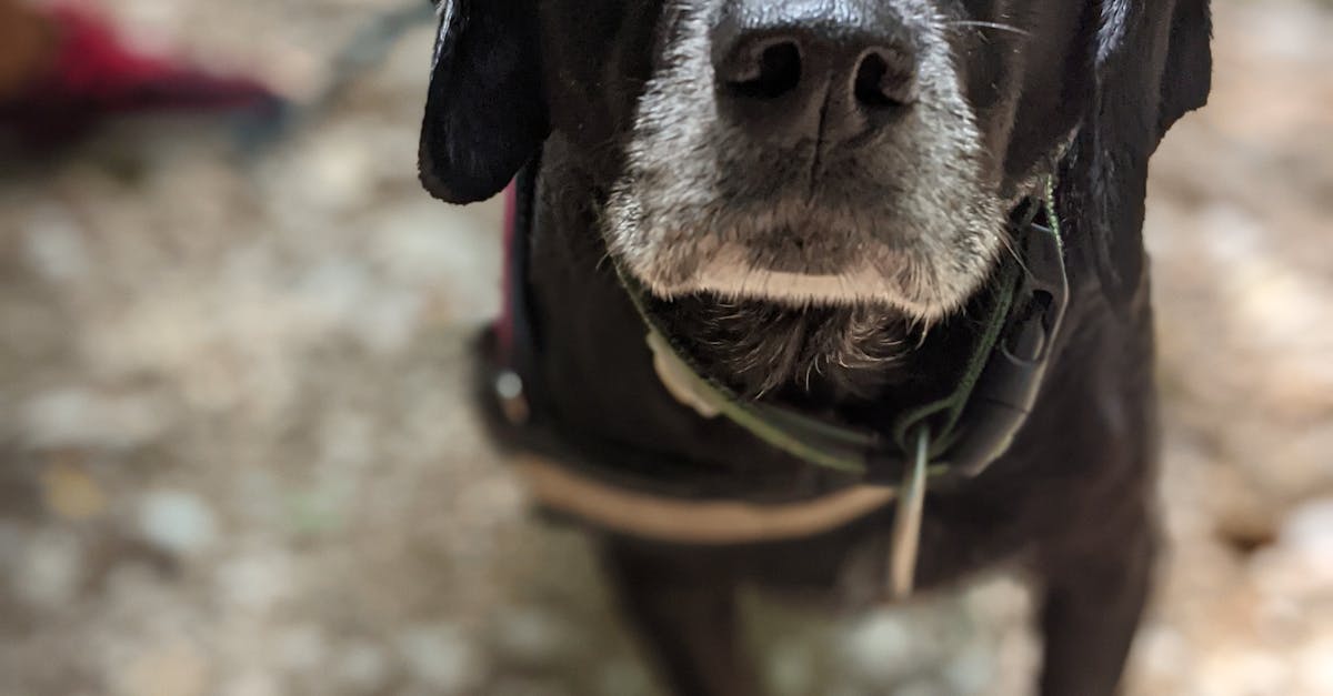 Aire d'battement pour chien - Parc à chien