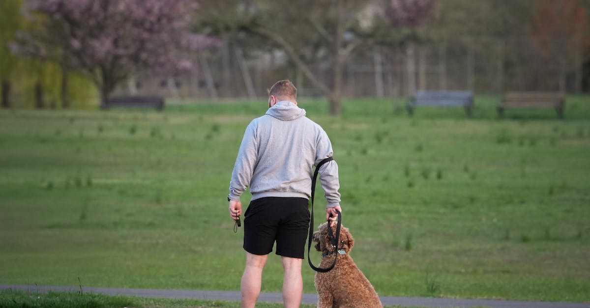 Parc à chien