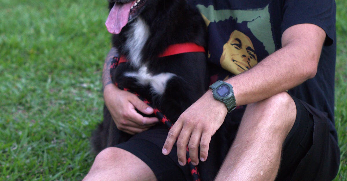 Fort des chiens