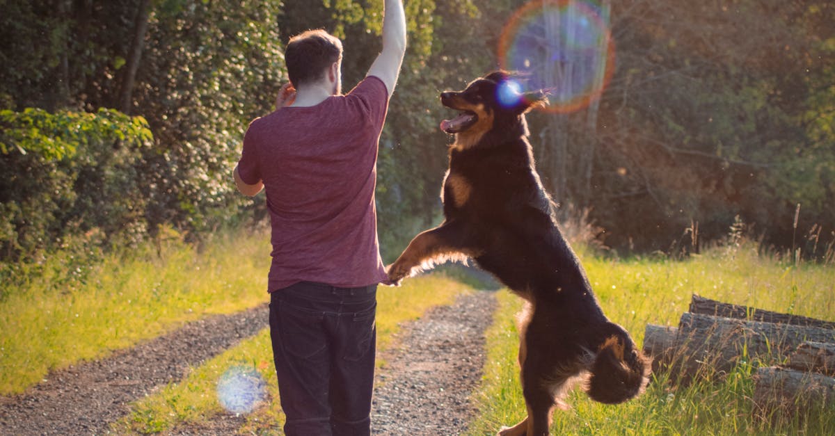 Parc pour chien