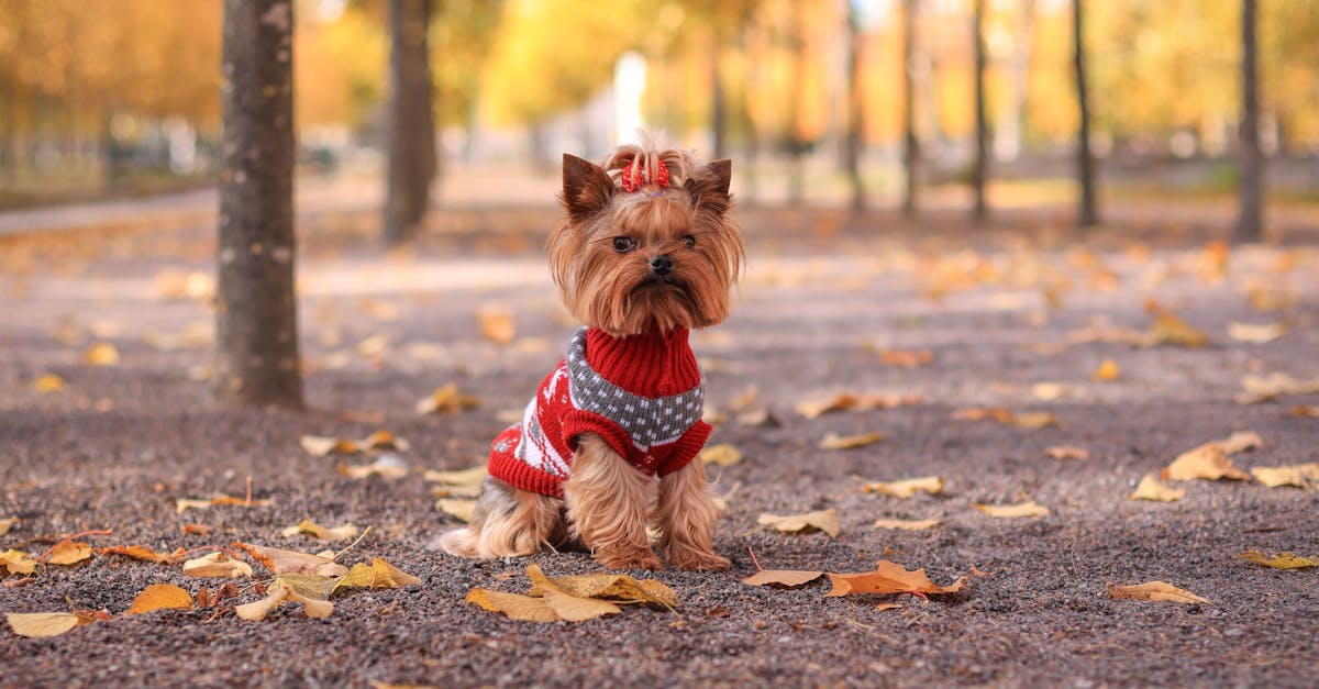 Cani Parc