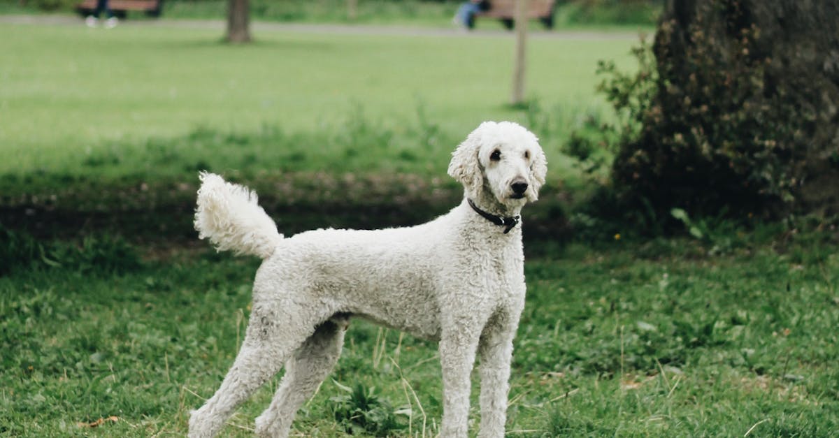 Espace canin clôturé