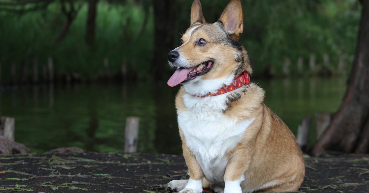 Parc Canin